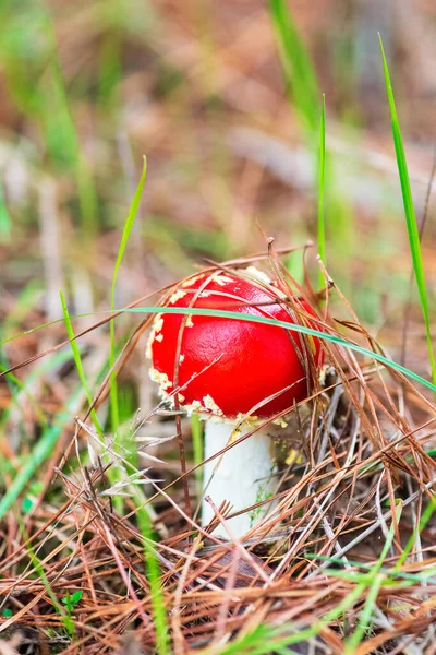 Fly Agaric Amanita Toadstool Red Poisoned Mushroom Natural Background Copy — стоковое фото