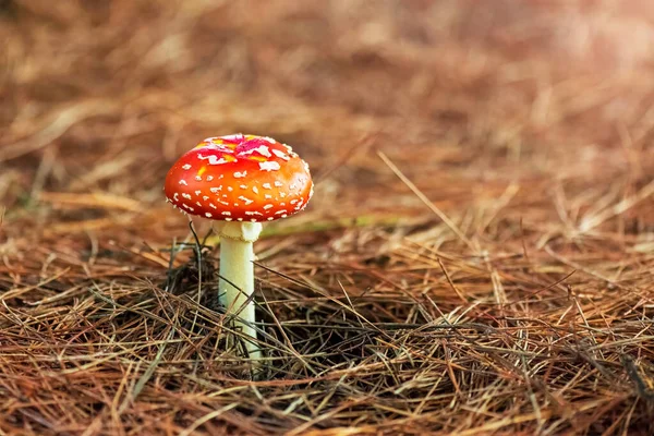 Fly Agaric Amanita Toadstool Red Poisoned Mushroom Natural Background Copy — стоковое фото