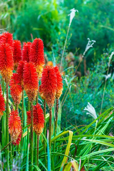 Red Hot Poker Torch Lilies Natural Background Selective Focus — Stockfoto