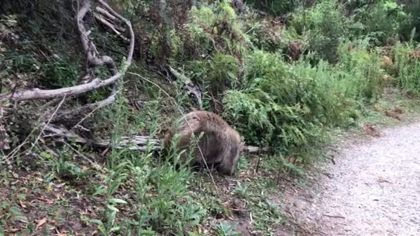 Γουόμπατ Τρώει Γρασίδι Αυστραλιανό Μαρσιποφόρο Ζώο Κοντινό Πλάνο Υψηλής Ποιότητας — Αρχείο Βίντεο