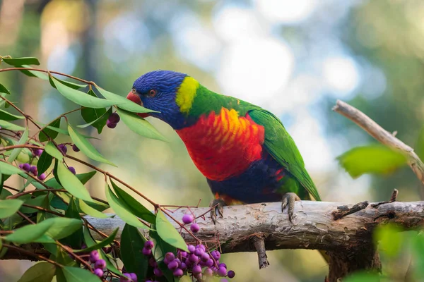 Rainbow Lorikeet Eating Berries Portrait Australian Parrot Selective Focus — Fotografia de Stock