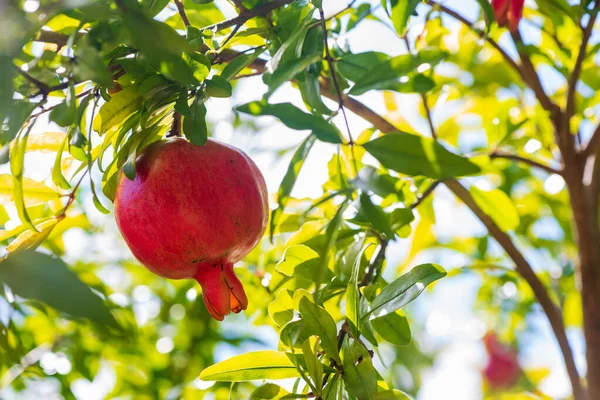 Granatäpple Hängande Gren Ett Träd Granatäpplets Skördetid Stockbild