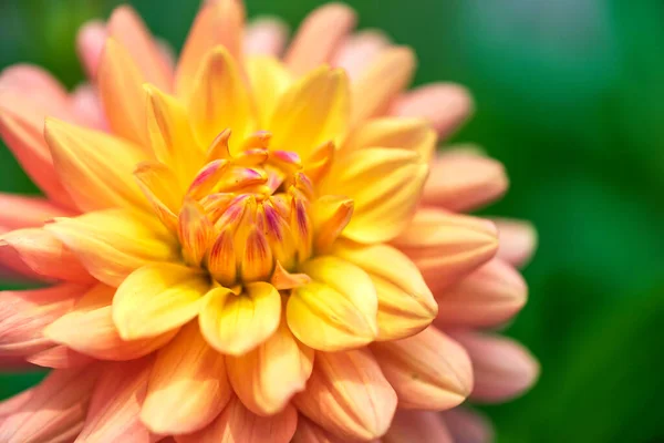 Dahlia Blomma Solljus Närbild Selektivt Fokus Blomma Bakgrund Naturen Zoomade Royaltyfria Stockfoton