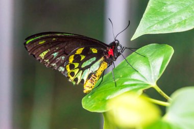 Kuş kanadı kelebeği. Yakın plan, doğal arkaplan.