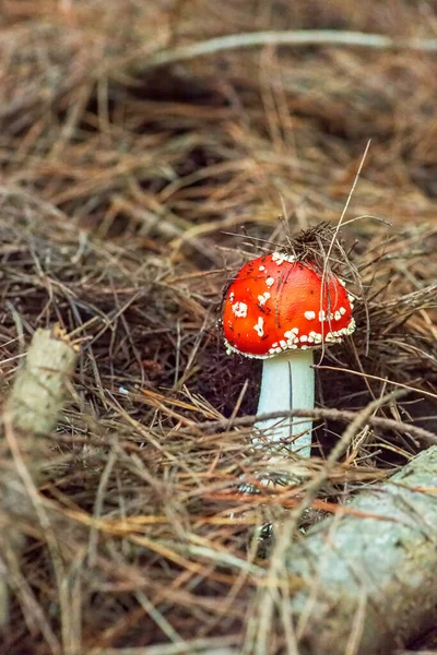 Fly Agaric Amanita Toadstool Red Poisoned Mushroom Natural Background Copy — стоковое фото