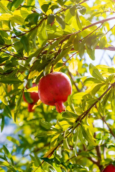 Pomegranate Hanging Branch Tree Pomegranate Harvest Time — Stock Photo, Image