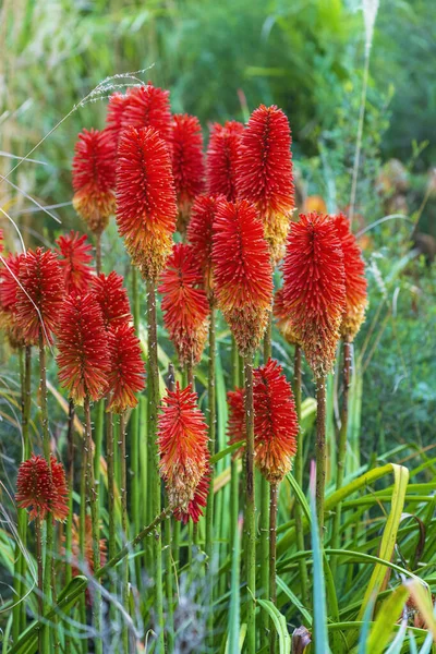Red Hot Poker Torch Lilies Natural Background Selective Focus Stock Image