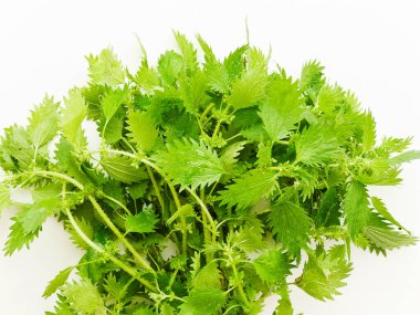 Beyaz ahşap arka planda ısırgan otu. Sığ dof.