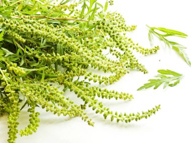 Beyaz ahşap arka plan üzerine ragweed. Sığ dof.