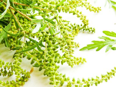 Beyaz ahşap arka plan üzerine ragweed. Sığ dof.