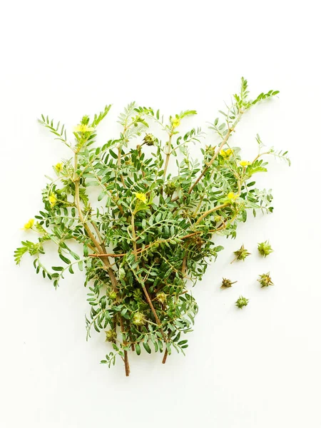 Tribulus Terrestris Flowers White Wooden Background Shallow Dof — Stock Photo, Image