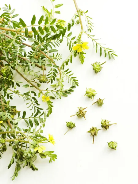 Tribulus Terrestris Flowers White Wooden Background Shallow Dof — Stock Photo, Image