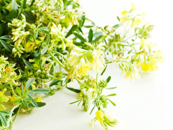 Astragalus Danicus Kwiaty Białym Drewnianym Tle Płytkie Dof — Zdjęcie stockowe