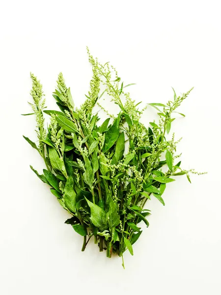 Atriplex Salga Orache Sementes Ervas Fundo Madeira Branca Dof Rasa — Fotografia de Stock