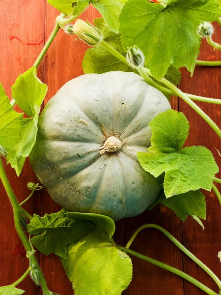 Pumpkin Leaves Wooden Background Shallow Dof — Stock Photo, Image