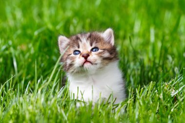 Yeşil çimenlikteki kedi yavrusu