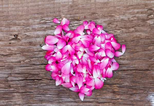 Pink rose petals background — Stock Photo, Image