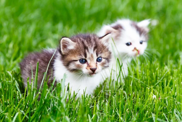 Kitten in the green grass — Stock Photo, Image