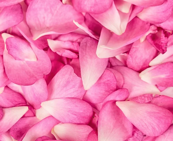 Roze rozenblaadjes achtergrond — Stockfoto