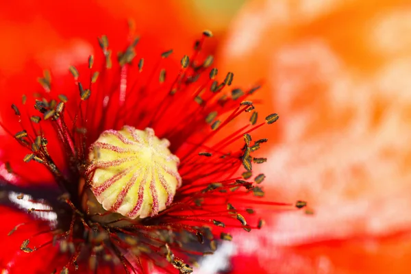 Fioritura fiore di papavero rosso macro — Foto Stock