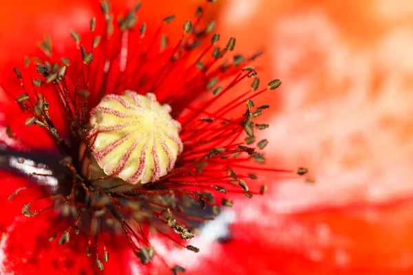 Floração flor de papoula vermelha macro — Fotografia de Stock