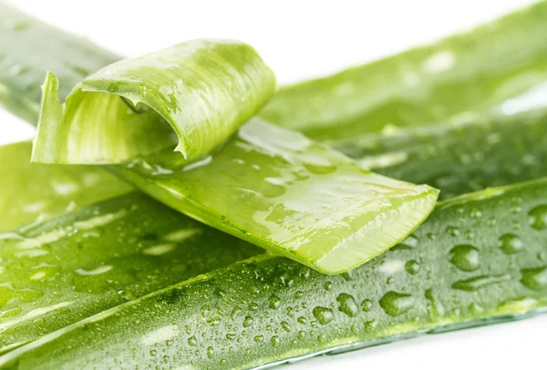 Aloe Vera — Stockfoto