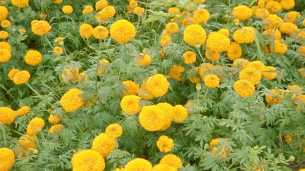 Manos femeninas sosteniendo una flor de caléndula Videoclip