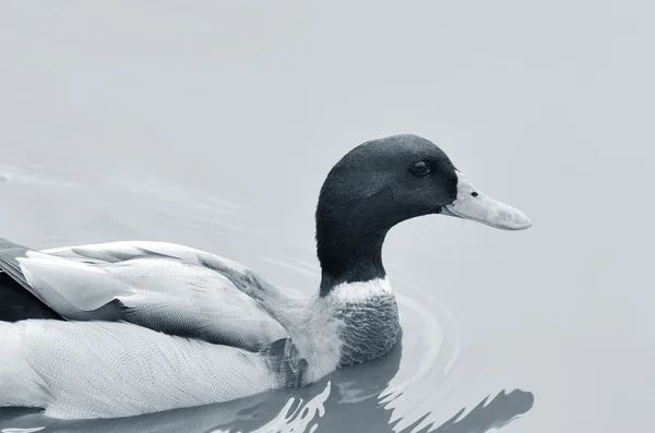 Mallard — Stock Photo, Image