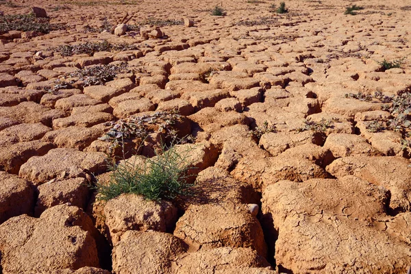 Drought — Stock Photo, Image