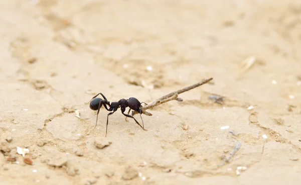 Praca mrówek — Zdjęcie stockowe