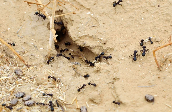 Mravenci — Stock fotografie