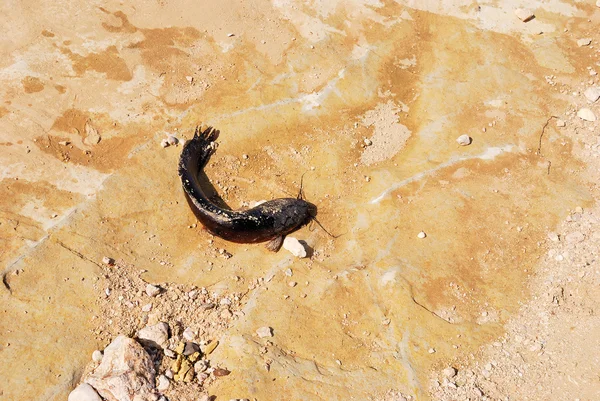 Drought — Stock Photo, Image