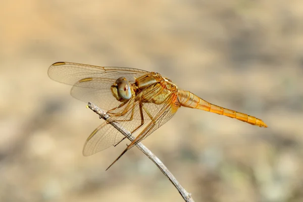 ดอกไม้สําหรับ DRAGONFLY — ภาพถ่ายสต็อก