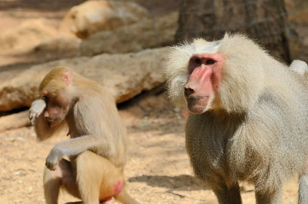 Hamadryas baboon — Stock Photo, Image