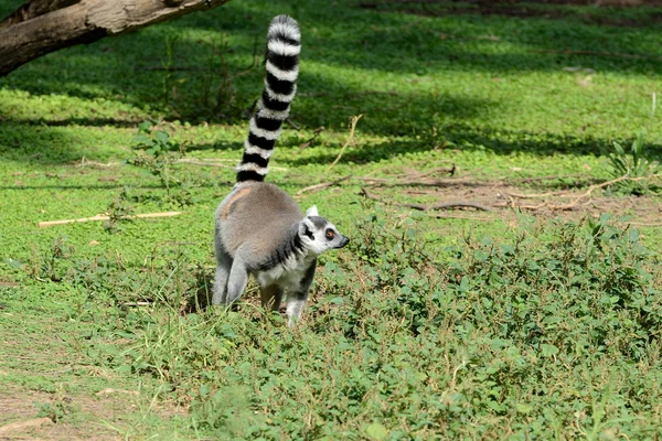 ワオキツネザル — ストック写真