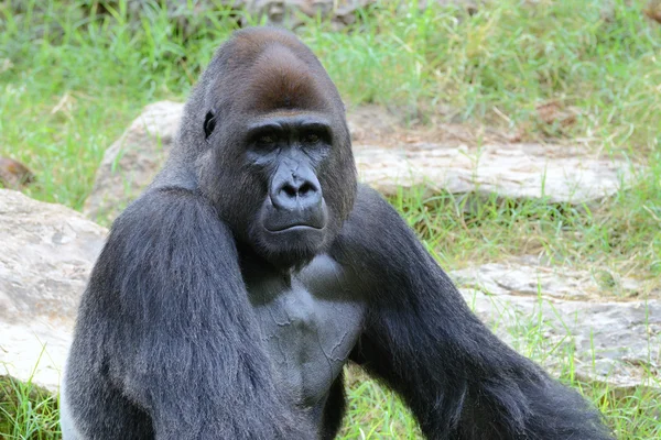 Gorilla's male portrait — Stock Photo, Image