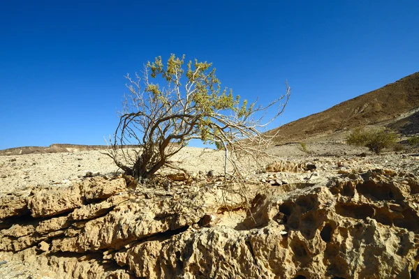 사막에 식물 — 스톡 사진