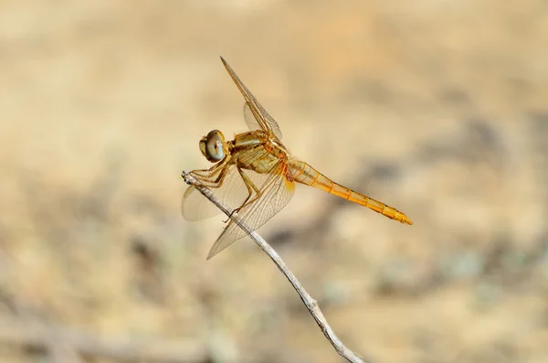 ดอกไม้สําหรับ DRAGONFLY — ภาพถ่ายสต็อก