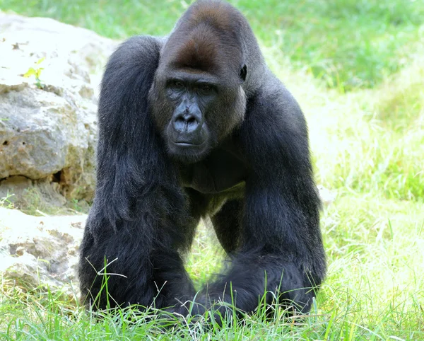 Gorilla's male — Stock Photo, Image