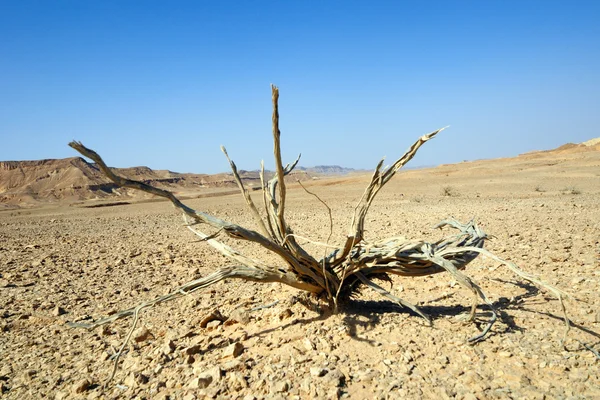 Dead plant in desert — Stock Photo, Image