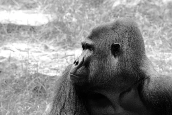Retrato masculino del gorila — Foto de Stock