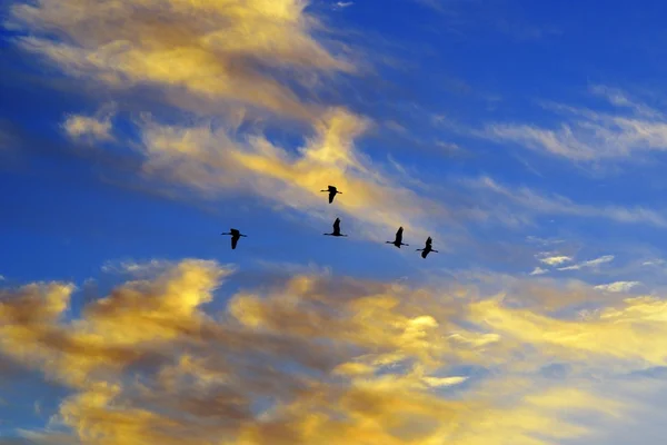 Birds in evening sky — Stock Photo, Image