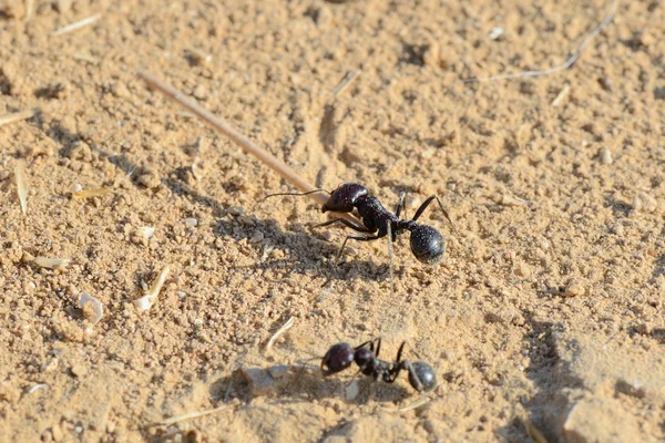Praca mrówek — Zdjęcie stockowe