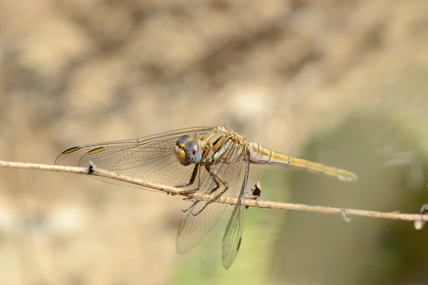 ดอกไม้สําหรับ DRAGONFLY — ภาพถ่ายสต็อก