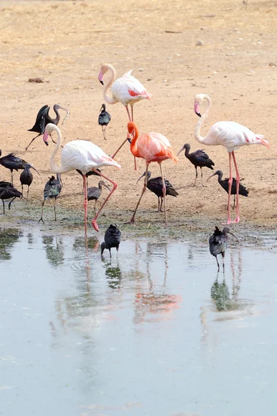 Flamingos und Ibisse — Stockfoto