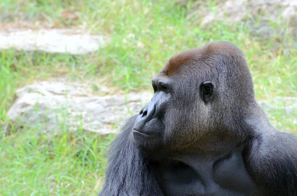 Gorilla's male portrait — Stock Photo, Image