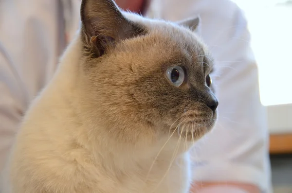 Kočka na veterinární klinice — Stock fotografie