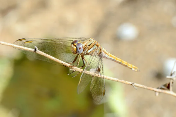 ดอกไม้สําหรับ DRAGONFLY — ภาพถ่ายสต็อก