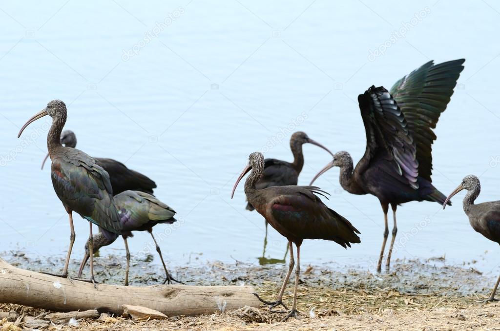 pic African Sacred Ibis (African Plegadis Falcinellus) https depositphotos com 23789845 stock photo glossy ibis html