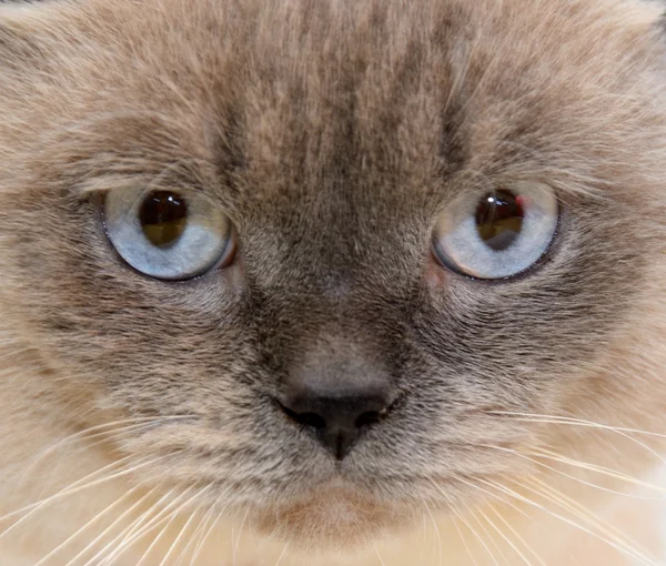 Kot w oczach — Zdjęcie stockowe